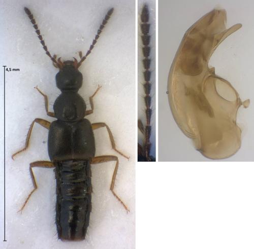 Ocalea italica